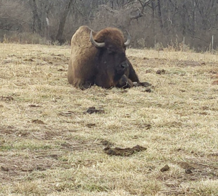 bison-at-hodge-park-photo